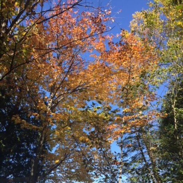 Warm Thanksgiving greetings from Archbishop Anne